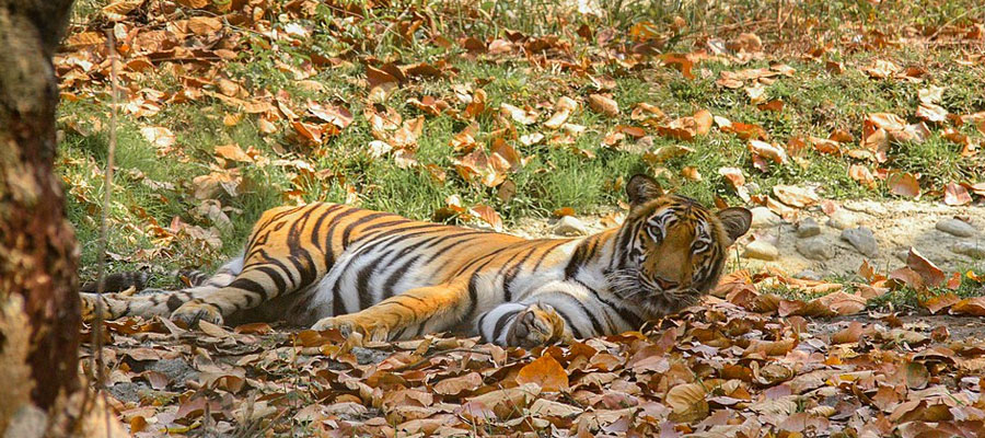 Mahananda Wildlife Sanctuary