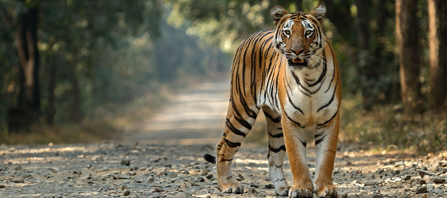 Jim Corbett National Park