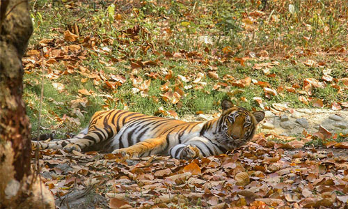 Mahananda Wildlife Sanctuary