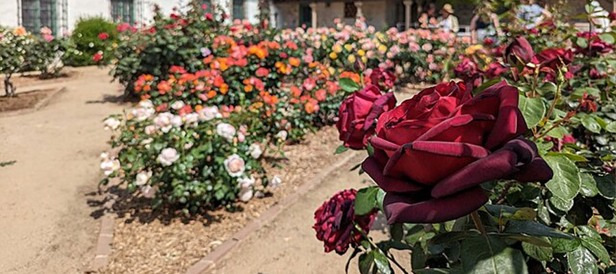 Rose Garden